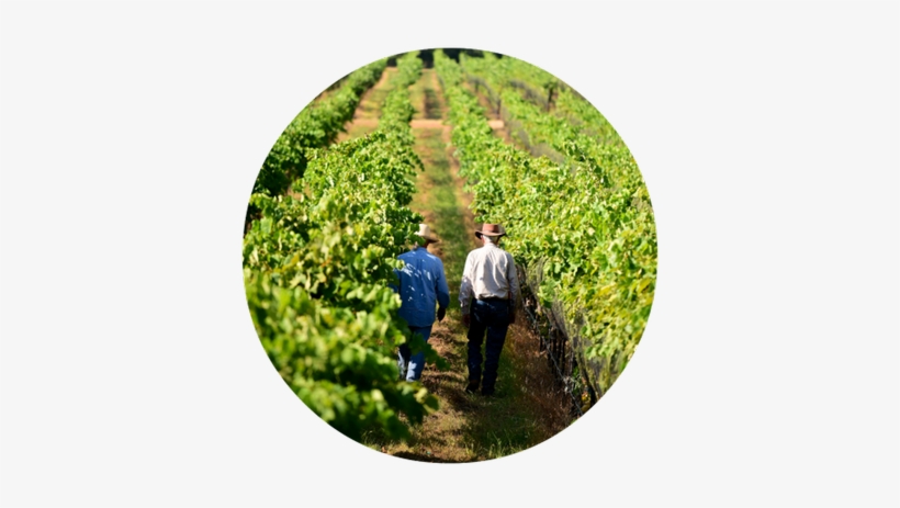 Real Texas Wine Tasting 5pm Ldc - Cash Crop, transparent png