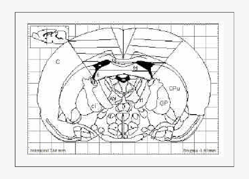 Corte Coronal Del Cerebro De Rata - Putamen, transparent png