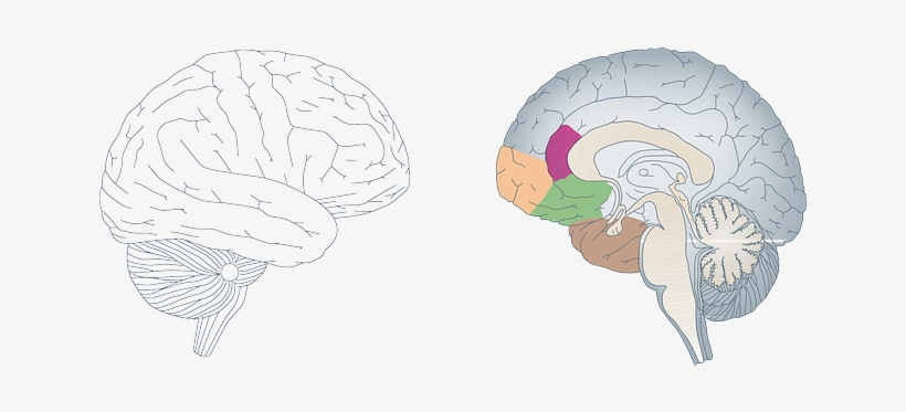Cómo Funciona El Cerebro - Dorsolateral Prefrontal Cortex Orbitofrontal Cortex, transparent png