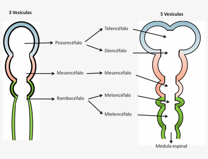 Desarrollo Temprano Del Cerebro Humano - Porcion Visceral, transparent png