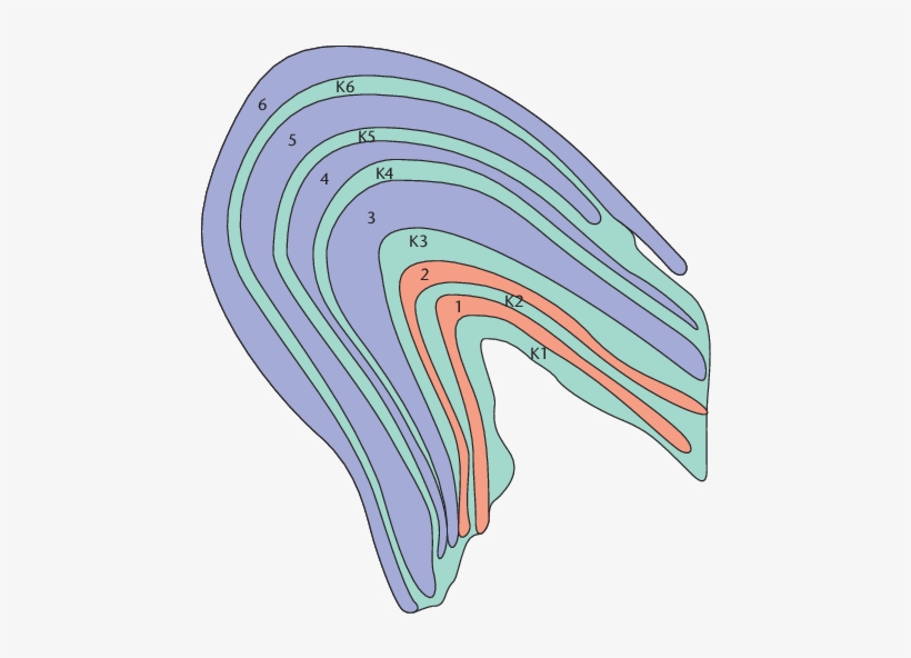 Midget Cells Of The Retina Innervate Layers 3 6, And - Lateral Geniculate Nucleus, transparent png