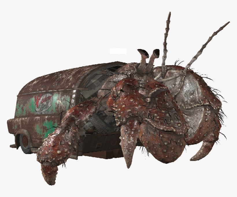 Alpha Hermit Crab - Insect, transparent png