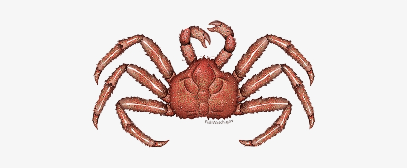 Red King Crab, transparent png