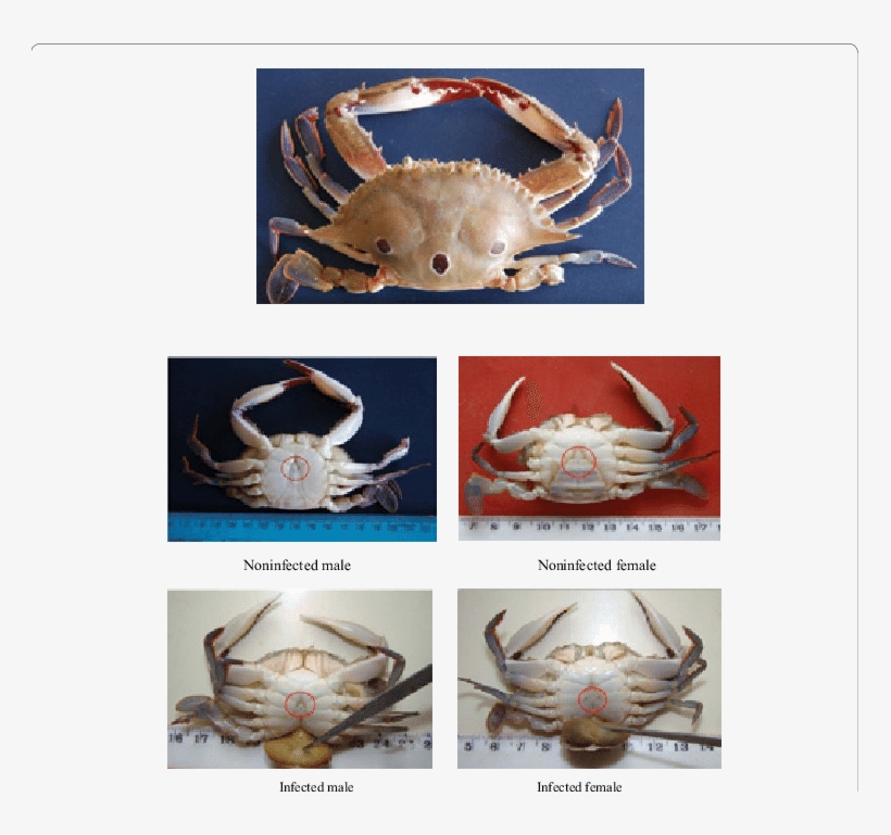 Infected And Non Infected P - Crab, transparent png