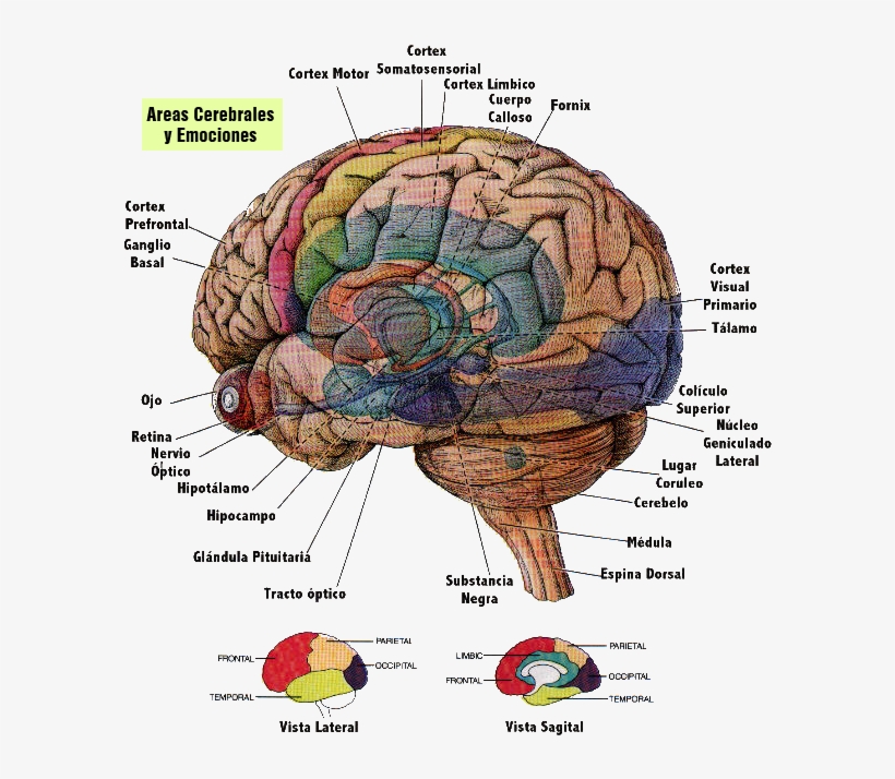 Conjunto De Dos Estructuras Pequeñas Y Redondas Localizadas - Brain Diagram In Spanish, transparent png