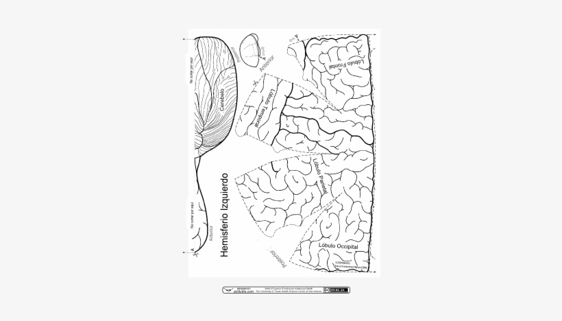 Con Esta Plantilla El Alumnado Podrá Construirse Una - Recortables Del Sistema Nervioso, transparent png