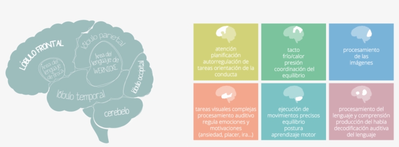 El Tdah En El Cerebro, Funciones Del Las Áreas Cerebrales - Drawing, transparent png