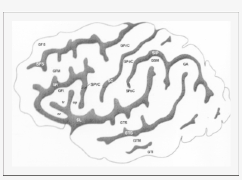 Esquema Dos Sulcos E Giros Da Face Súpero-lateral Do - Central Sulcus, transparent png