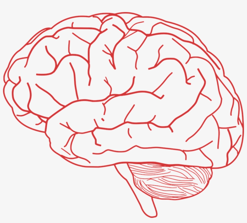 Related Wallpapers - Brain Clipart, transparent png
