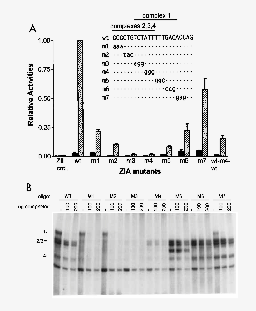 Tpa Inducibility Of Zia Mutants In The Context Of 3zia1zii - Diagram, transparent png