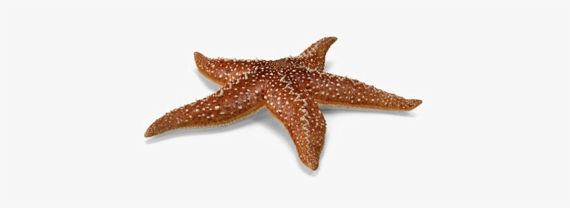 Starfish Png Picture - Starfish, transparent png