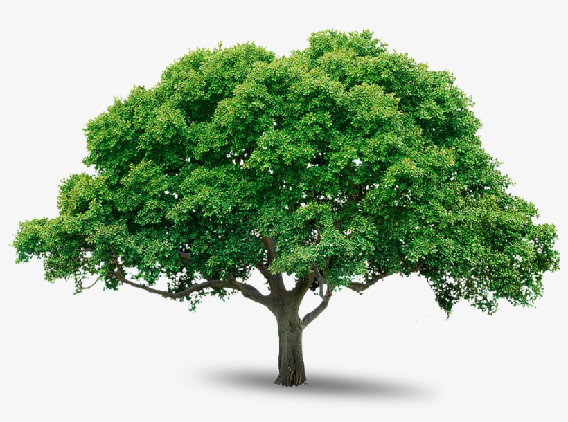 Tree Png Image Free Download Picture Tree Png - Photoshop Tree Png