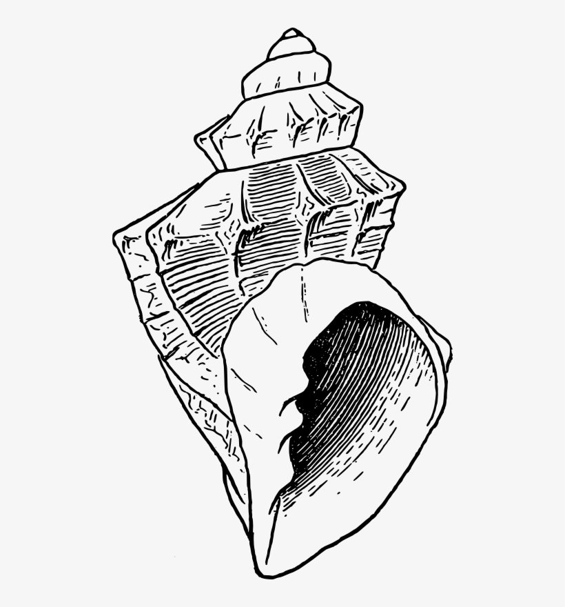 Medium Image - Seashell Illustration Png, transparent png