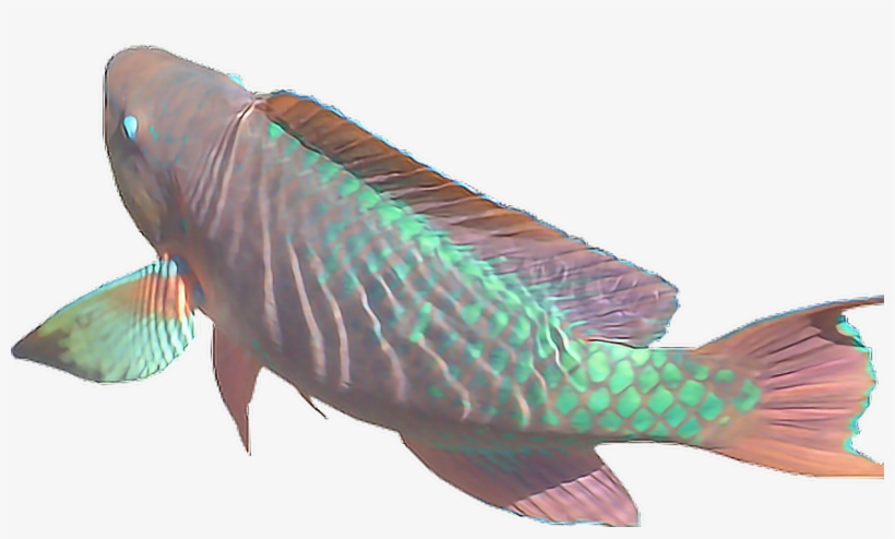 Collection Of Free Transparent Fish Vaporwave Download - Aesthetic Fish, transparent png