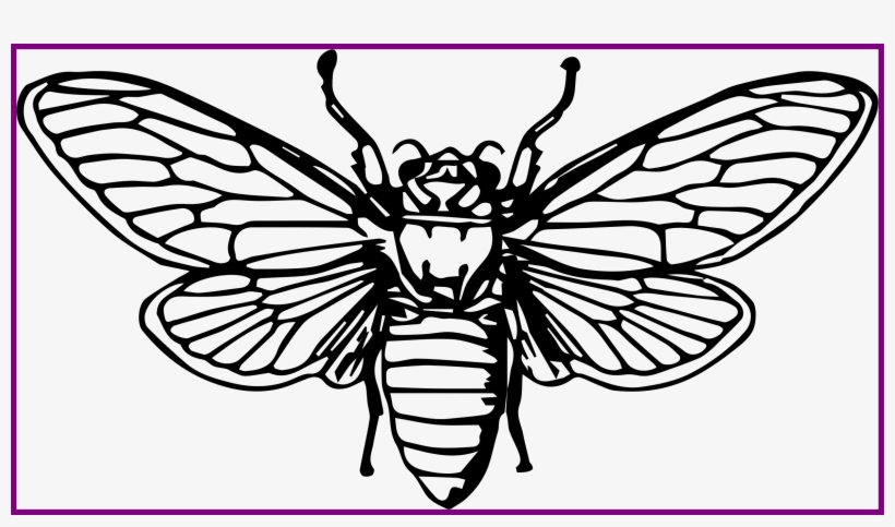 Stunning Cicada By Johnny Automatic Bug Insect Animal - Cicada Png Art, transparent png