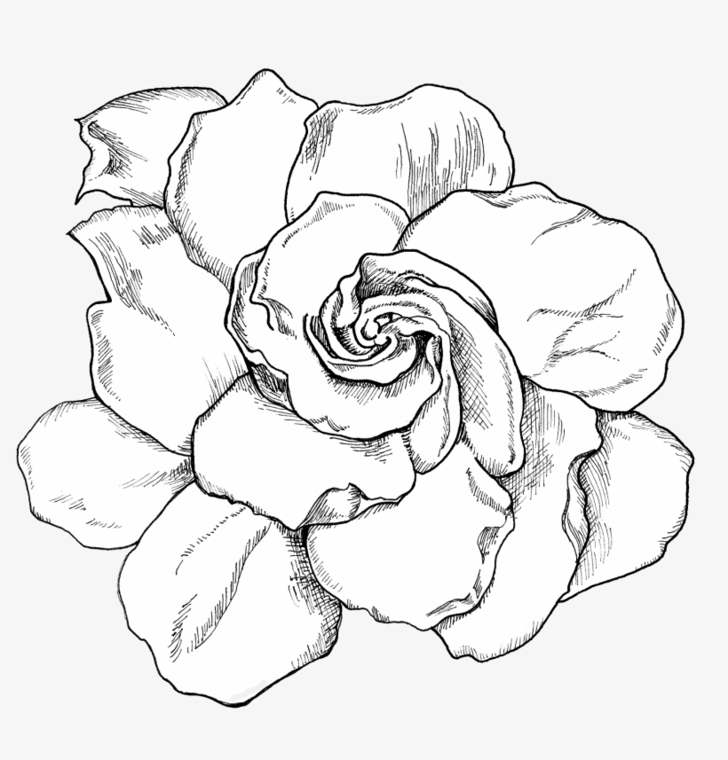 Gardenia Live Life Project Download, transparent png