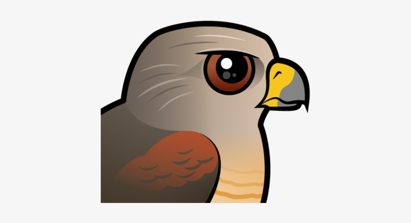 About The Red-shouldered Hawk - Hawk Cute Cartoon Png, transparent png