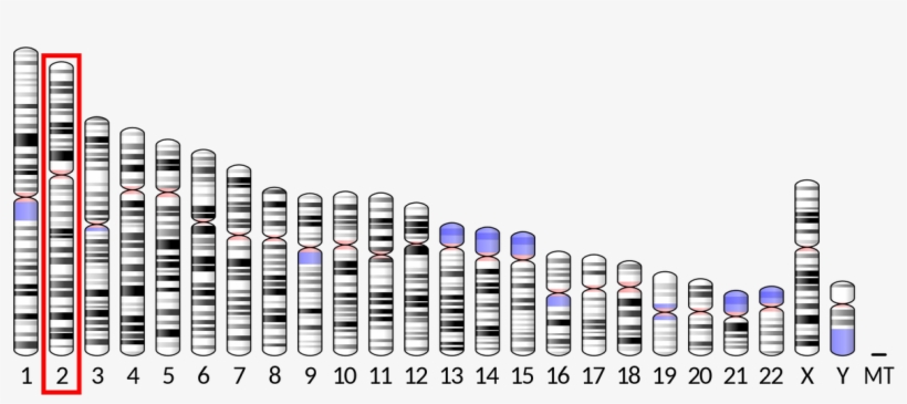 -by Bhagat Singh @truthinad ><https - Human Chromosomes Ideogram, transparent png
