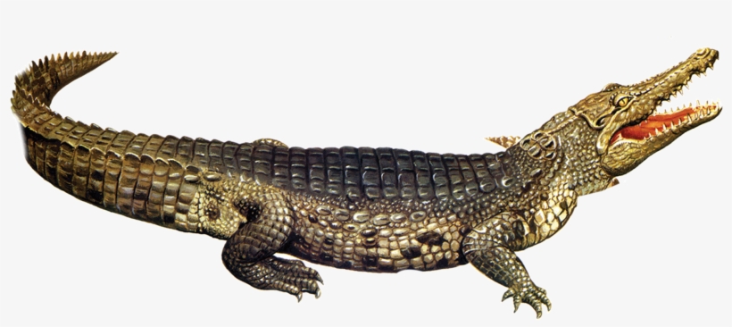 Nile Crocodile American Alligator - Répteis Png, transparent png