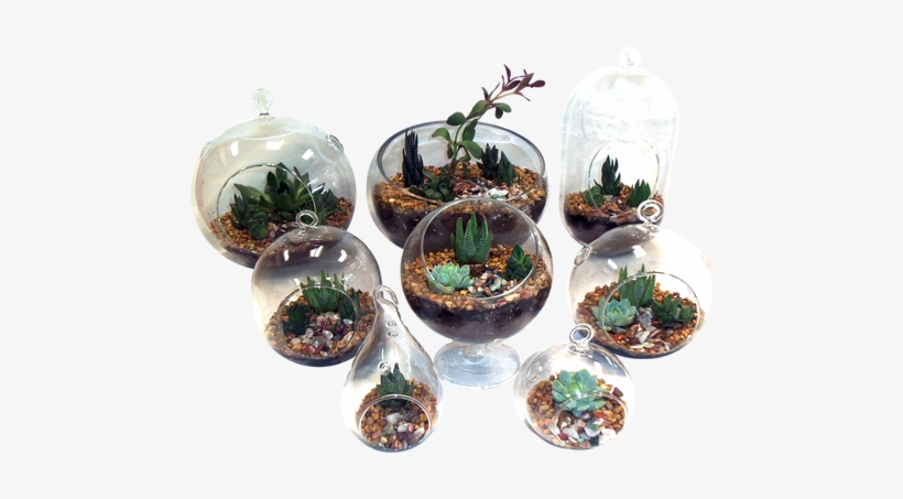 We Sell Premium Succulent Arrangements - .net, transparent png