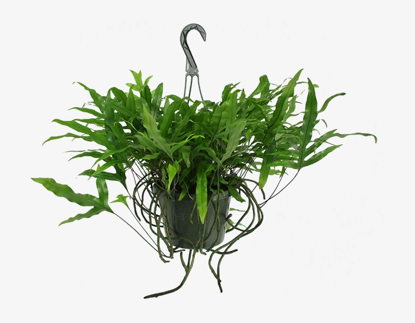 Kangaroo Paw Fern Hanging Basket - Kangaroo Paw, transparent png