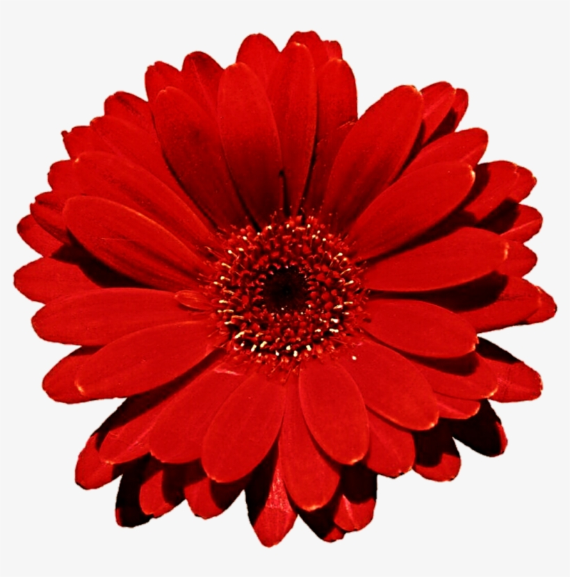 Pin Red Daisy Clip Art - Latitude Run Otto Daisy Flower Indoor/outdoor Throw, transparent png
