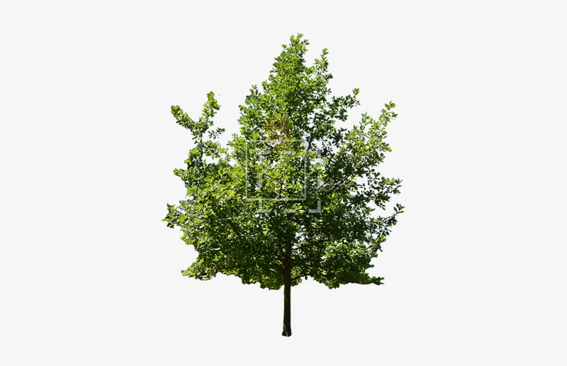 Parent Category - American Holly, transparent png