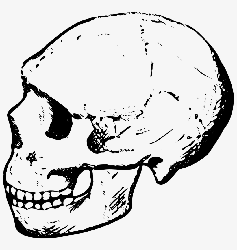 Free Images Of Skulls - Skull Clip Art, transparent png