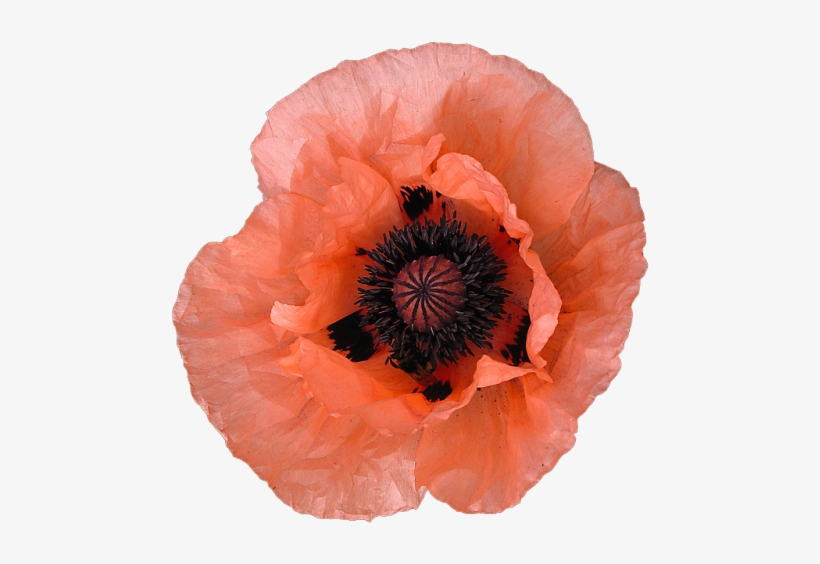 Pink 3 Peach Png Transparent Poppy Salmon Transparent - Poppy, transparent png