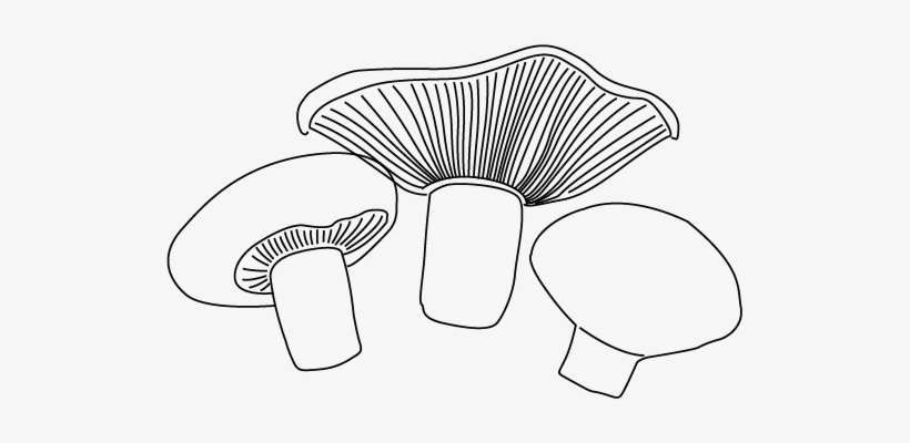 Cooking With Australian Mushrooms - Mushroom Drawing Png, transparent png