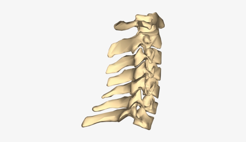 Vertebrae Gif, transparent png