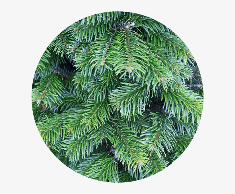 Nordmann Fir, transparent png