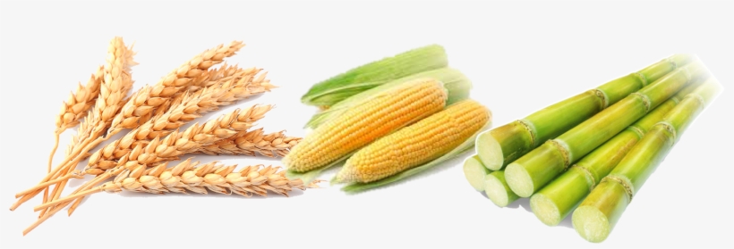 Review Of The Duty Structure On Wheat, Maize And Sugar - Wheat And Corn Png, transparent png