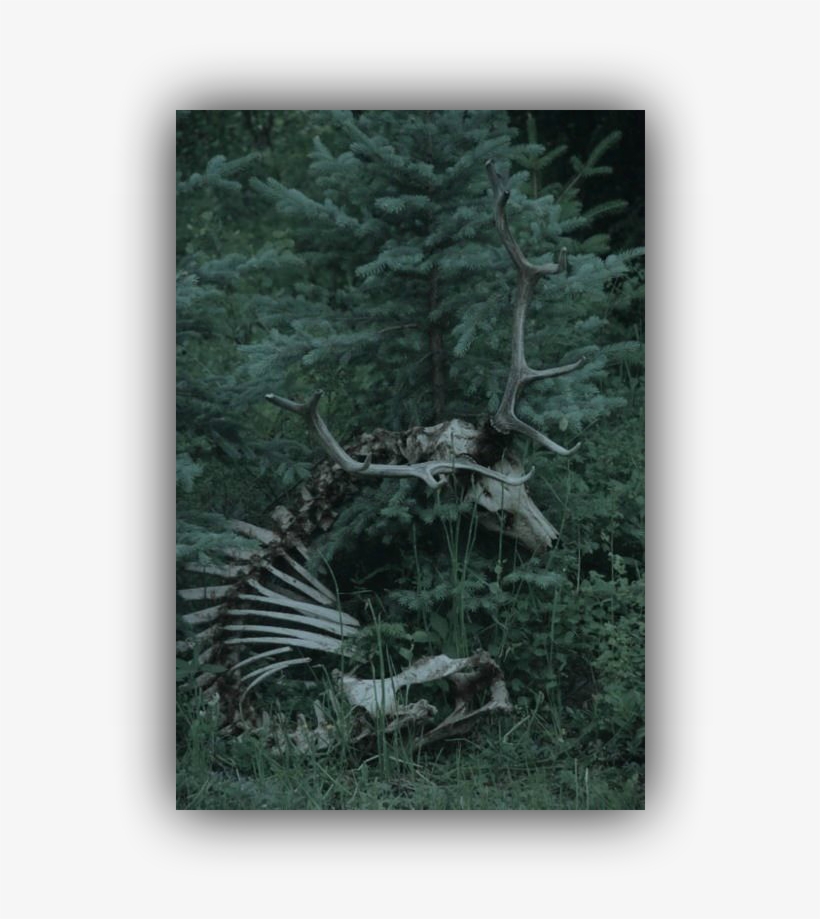 Twa4bd Dark Woods Aesthetic Mahariel Aesthetic - Elk Skull, transparent png