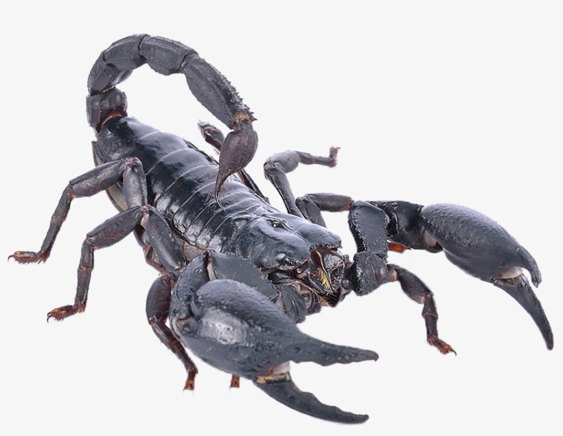 Poisonous Scorpion Png Photo - Heterometrus Spinifer Png, transparent png