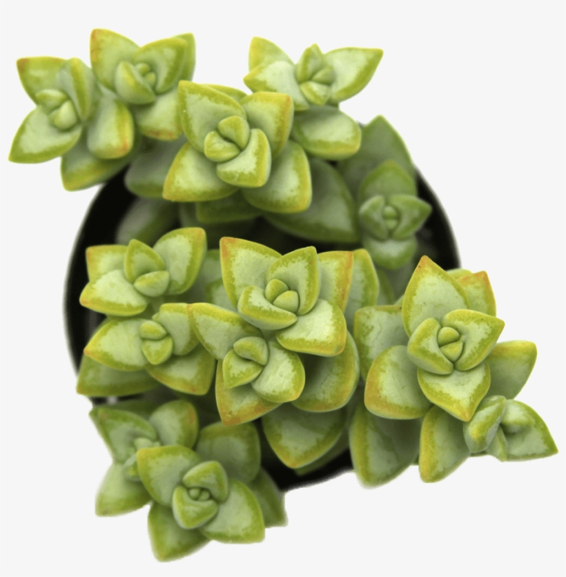 Crassula Rupestris 'rosary Vine' - Pigmyweeds, transparent png
