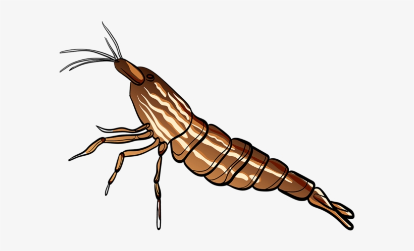 Appearance Of Bamboo Shrimp - Atyopsis, transparent png