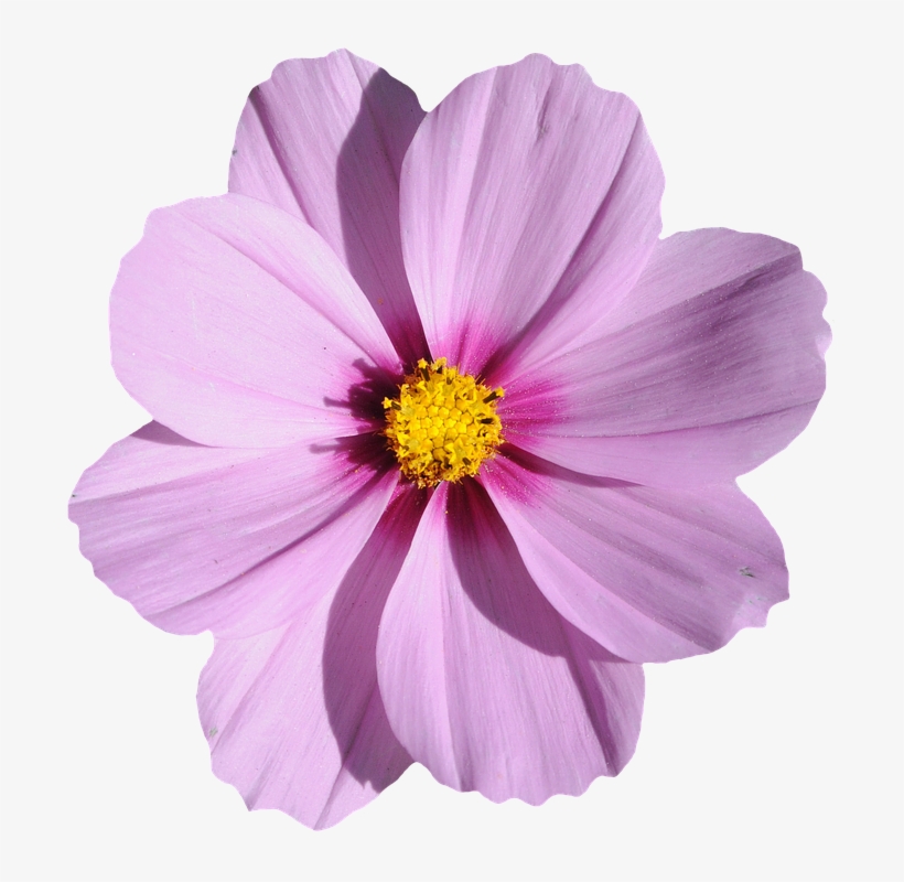 Flor Morada Png, transparent png