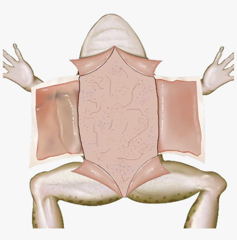 Picture - Illustration, transparent png