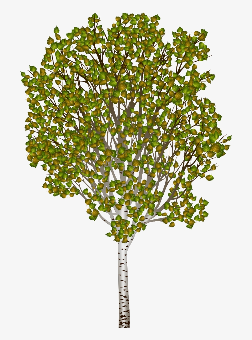 Puddle - River Birch, transparent png