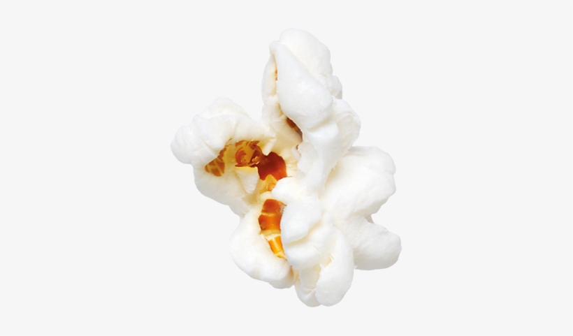 Popcorn - Moth Orchid, transparent png