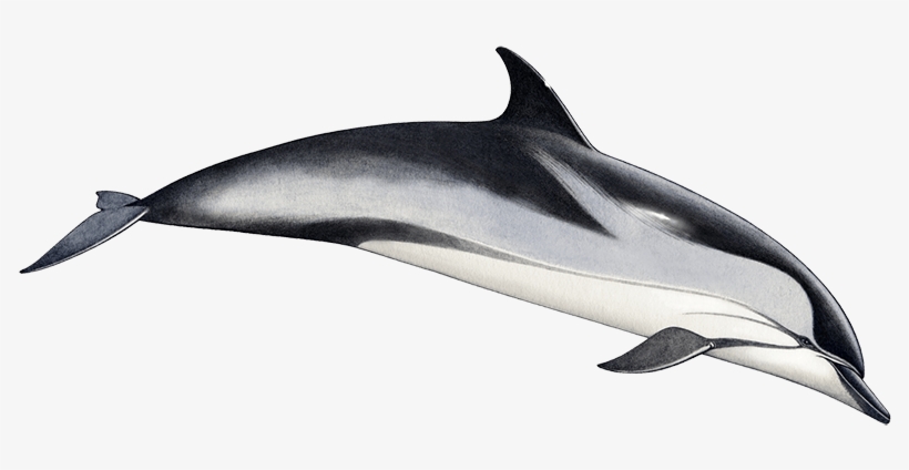 Tethys Research Institute - Striped Dolphin, transparent png