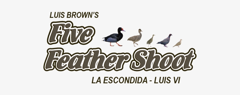 Five Feathers - Duck, transparent png