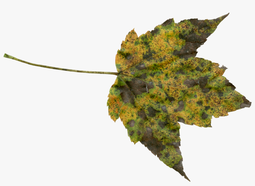 Autumn, Fall, Png, Transparent, Foliage, Orange, Nature - Transparent Free Nature Png, transparent png