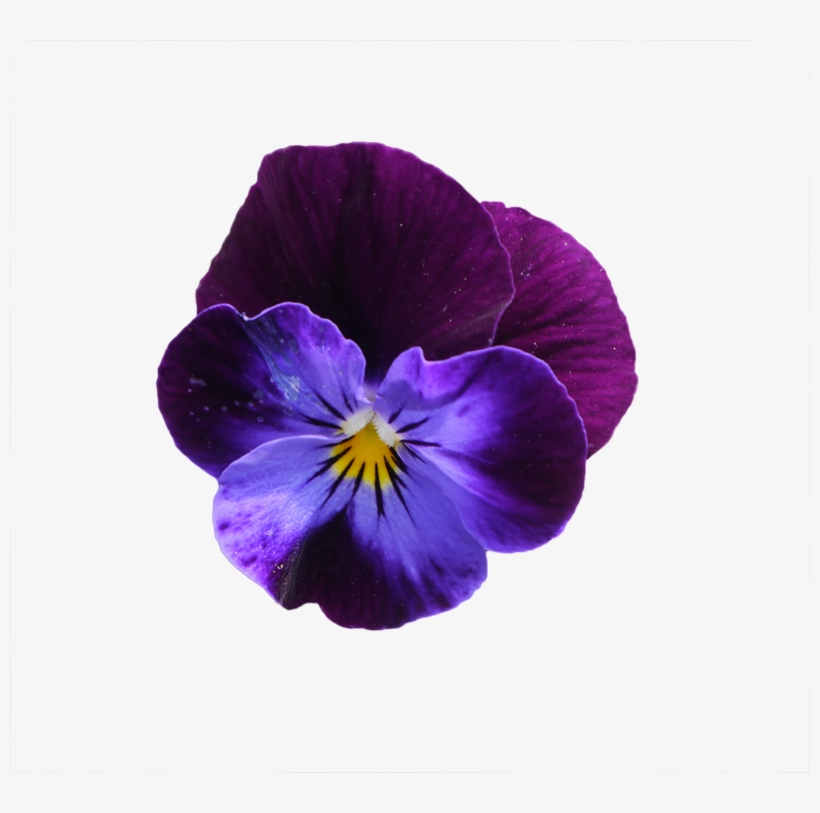Purple Flowers - Pansy, transparent png