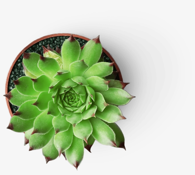 Find Out More - Succulent Plant, transparent png