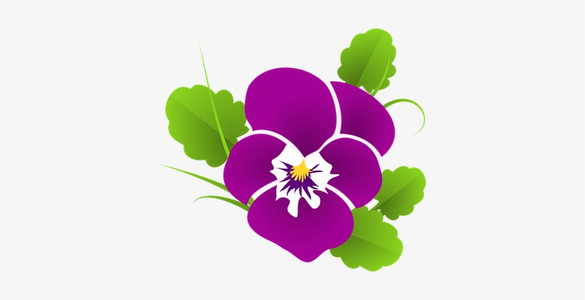 Pansy Violet Viola Violaceae Blossom Bloom - Violet Clip Art, transparent png