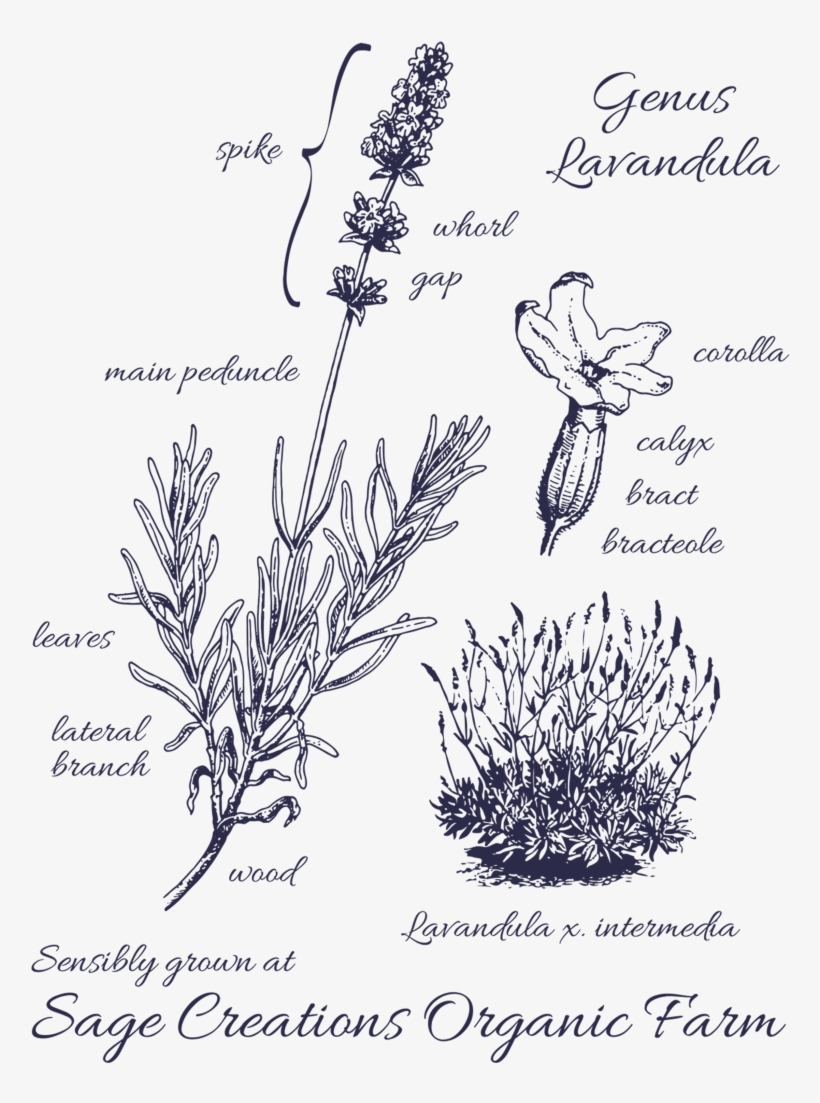 Buds Form On The Spikes And Grow, Eventually Changing - Lavandula Angustifolia, transparent png