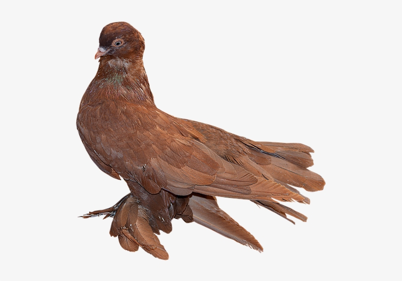 Png, Paloma Red, Paloma, Ave, Feathers - Stock.xchng, transparent png