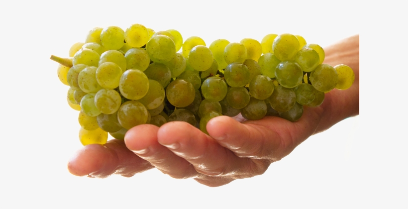 Elk Island Winery - Sultana, transparent png